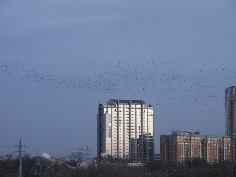 Bats flying from the Congress Avenue Bridge at sunset in Austin