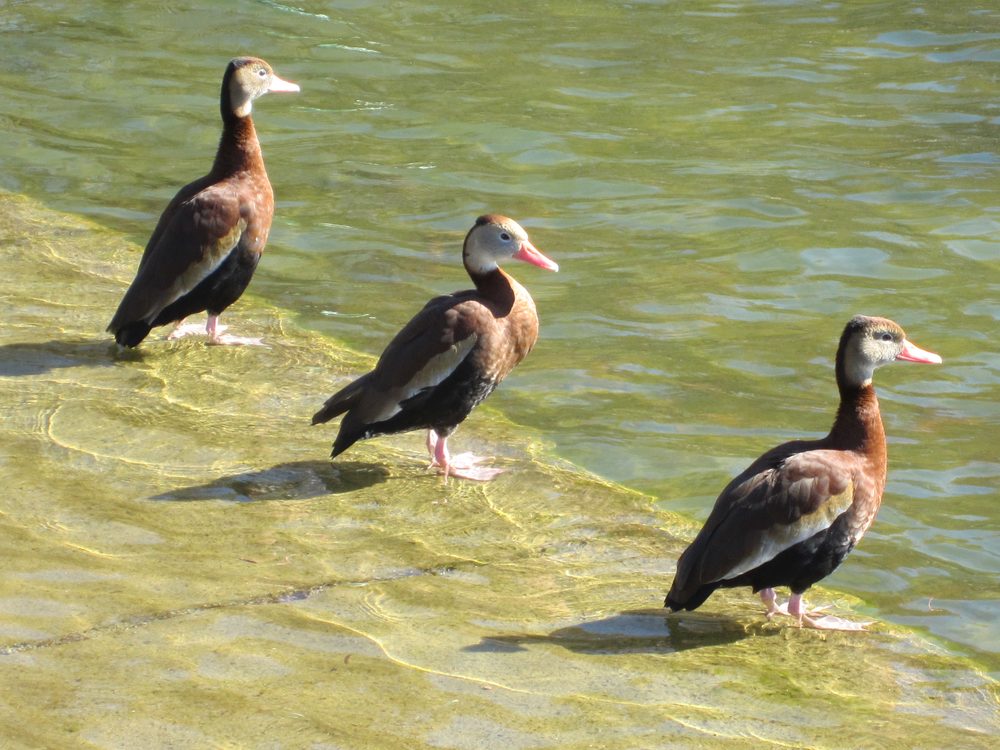 McGovern Lake in Hermann Park, Houston