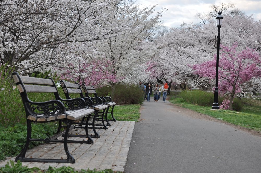 Cherry blossoms in Branch Brook Park, Newark