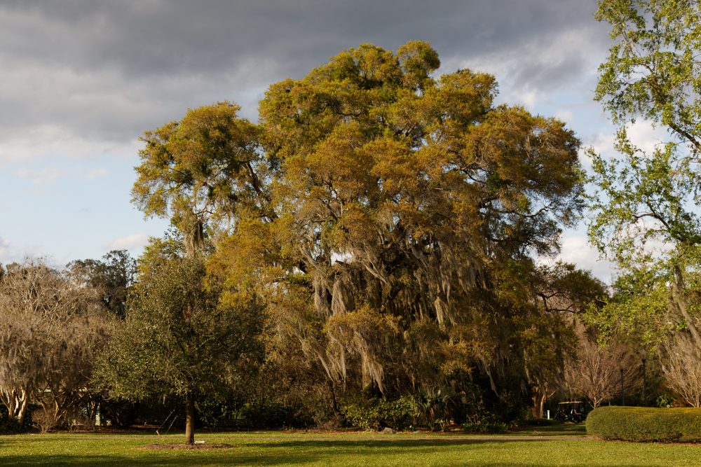 Harry P. Leu Gardens in Orlando