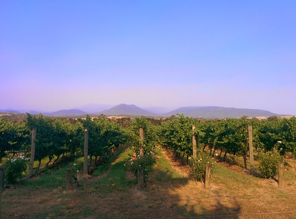 A vineyard in Australian wine country