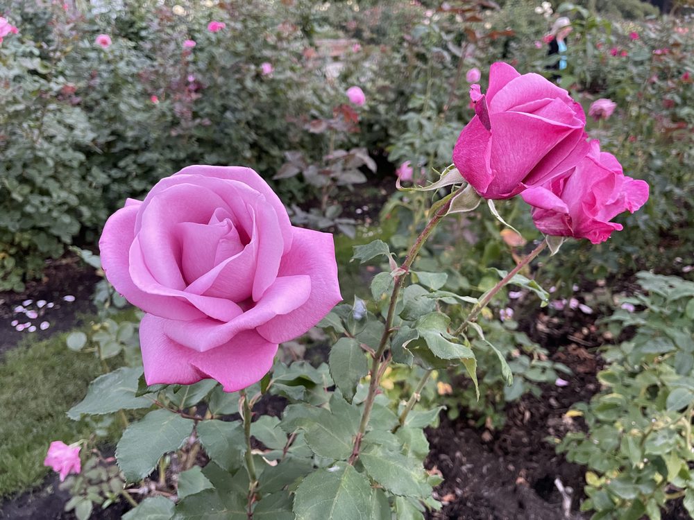 The Portland International Rose Test Garden